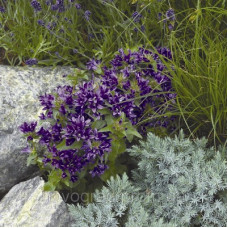 Колокольчик скучен, Bellefleur™ Blue