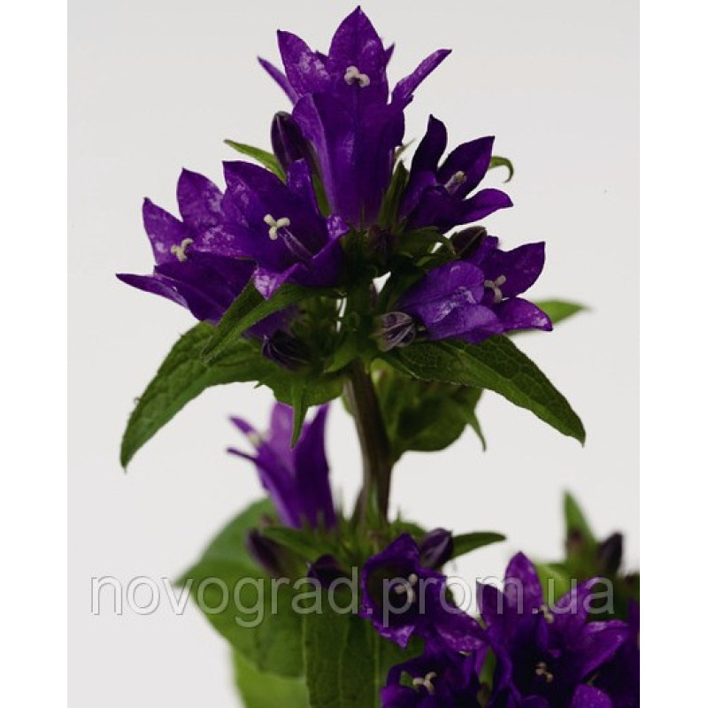 Колокольчик скучен, Bellefleur™ Blue