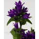 Колокольчик скучен, Bellefleur™ Blue