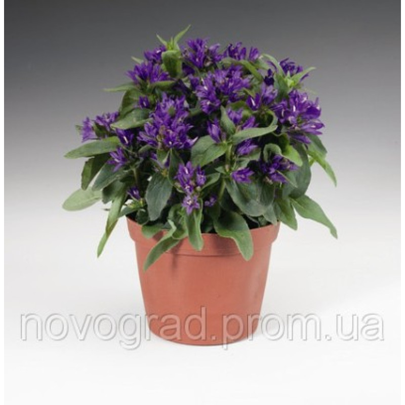 Колокольчик скучен, Bellefleur™ Blue
