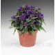 Колокольчик скучен, Bellefleur™ Blue