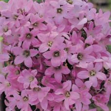 Колокольчик молочноцв, Dwarf Pink