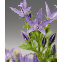 Дзвіночок Filligree™ Light Blue, 100 шт, Syngenta