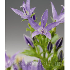 Дзвіночок Filligree™ Light Blue, 100 шт, Syngenta