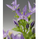 Дзвіночок Filligree™ Light Blue, 1000 шт, Syngenta