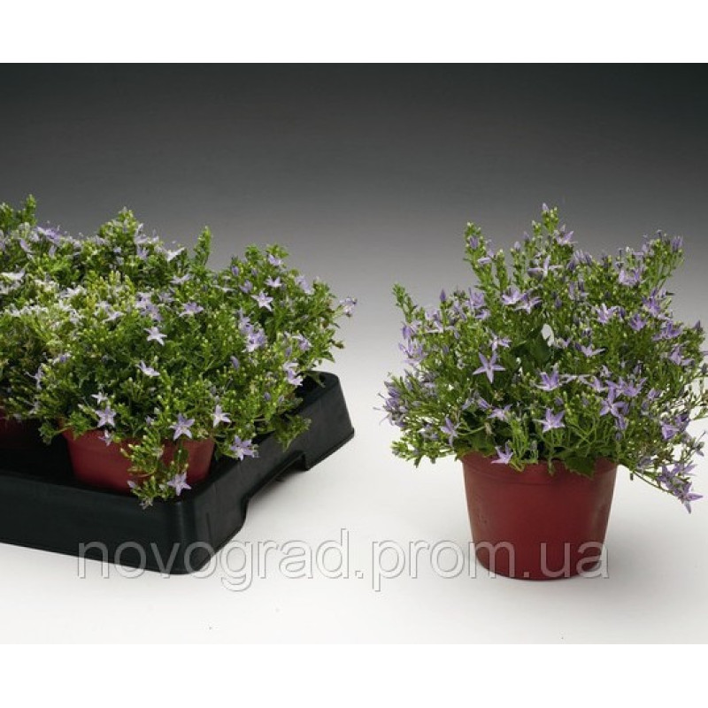 Дзвіночок Filligree™ Light Blue, 100 шт, Syngenta