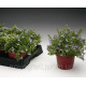 Дзвіночок Filligree™ Light Blue, 100 шт, Syngenta