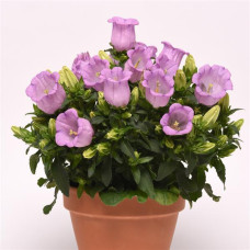  Дзвіночок середній Campanella F1 Lavender, 5 шт, PanAmerican