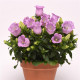 Дзвіночок середній Campanella F1 Lavender, 5 шт, PanAmerican