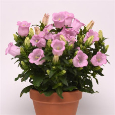  Дзвіночок середній Campanella F1 Pink, 25 шт, PanAmerican