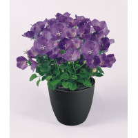  Дзвіночок карпат, Clips® Blue, 10 шт, Benary