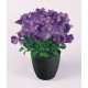 Дзвіночок карпат, Clips® Blue, 250 шт, Benary