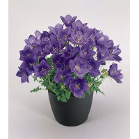  Дзвіночок карпат, Clips® Deep Blue, 10  шт, Benary