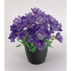  Дзвіночок карпат, Clips® Deep Blue, 10  шт, Benary