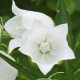 Колокольчик спирал, Alpine Breeze White