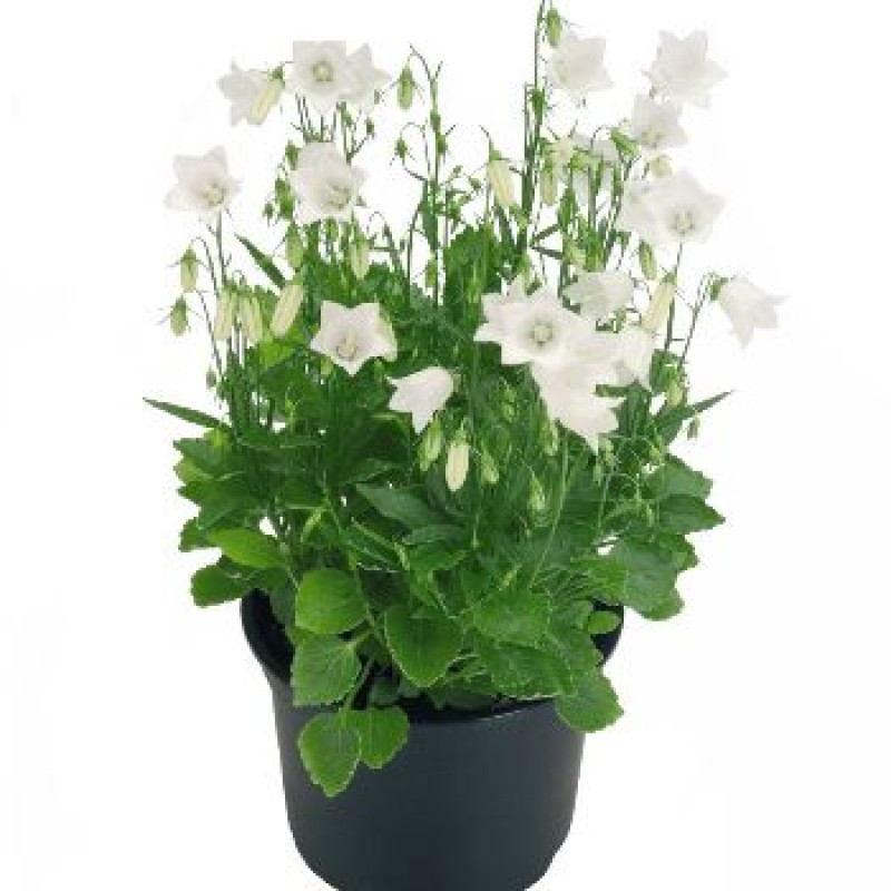 Колокольчик спирал, Alpine Breeze White