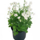 Колокольчик спирал, Alpine Breeze White