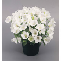  Дзвіночок карпат, Clips® White, 50 шт, Benary