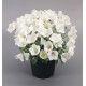 Дзвіночок карпат, Clips® White, 250 шт, Benary
