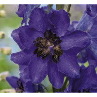 Дельфініум Magic Fountains: Dark Blue with Dark Bee, 50 шт, Benary