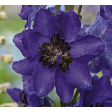 Дельфініум Magic Fountains: Dark Blue with Dark Bee, 50 шт, Benary