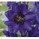Дельфініум Magic Fountains: Dark Blue with Dark Bee, 50 шт, Benary