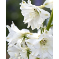 Дельфініум Magic Fountains: Pure White, 50 шт, Benary