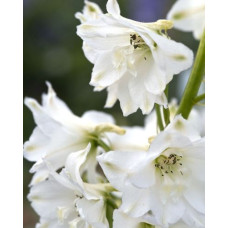 Дельфініум Magic Fountains: Pure White, 50 шт, Benary