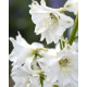 Дельфініум Magic Fountains: Pure White, 1000 шт, Benary