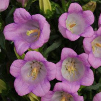  Дзвіночок середній CAMPANA LILAC, 100 шт, Kieftseed
