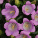 Дзвіночок середній CAMPANA LILAC, 100 шт, Kieftseed