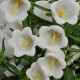 Дзвіночок середній CAMPANA White, 500 шт, Kieftseed