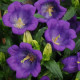 Дзвіночок середній CAMPANA DEEP BLUE, 100 шт, Kieftseed