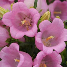  Дзвіночок середній CAMPANA Pink, 500 шт, Kieftseed