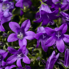 Дзвіночок Clockwise™ Compact Deep Blue, 100 шт, Syngenta 