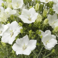  Дзвіночок карпатський Pristar  White, 100 шт, Syngenta 