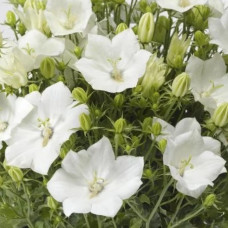  Дзвіночок карпатський Pristar  White, 100 шт, Syngenta 