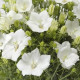Дзвіночок карпатський Pristar  White, 1000 шт, Syngenta