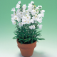 Дзвіночок персиколистний Takion F1 White, 1000 шт, Takii Seed