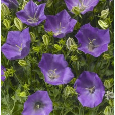  Дзвіночок карпатський Pristar Deep Blue (25-35 см), 1000 шт, Syngenta 