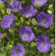 Дзвіночок карпатський Pristar Deep Blue (25-35 см), 100 шт, Syngenta