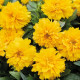 Кореопсіс SunGlobe, 10 шт, HemGenetics