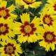 Кореопсіс MakeUP F1 Yellow Red Eye, 50 шт, HemGenetics