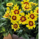 Кореопсіс MakeUP F1 Yellow Red Eye, 50 шт, HemGenetics