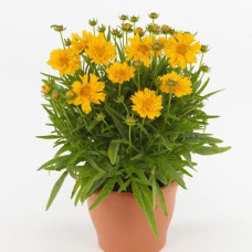 Кореопсіс DOUBLE THE SUN (h 30-36cm), 10 шт, PanAmerican
