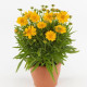 Кореопсіс DOUBLE THE SUN (h 30-36cm), 250 шт, PanAmerican