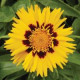 Кореопсис SUNFIRE