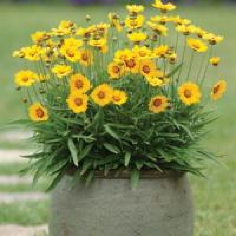Кореопсис SUNFIRE