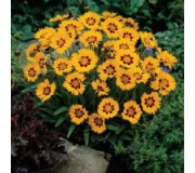 Кореопсис - Coreopsis grandiflora