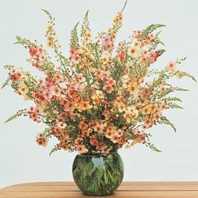 Коровяк гибридный SOUTHERN CHARM